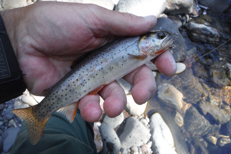 Pebble Creek Cutthroat trout