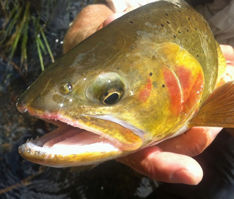 Snake River Finespot Cutthroat Trout - Our Native quary