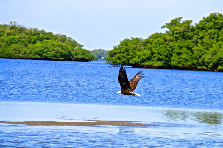 Bald Eagle skimming for some lunch