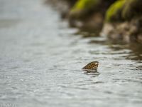 Fly fishing picture