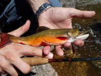 Foto de pesca con mosca