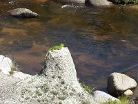 Foto de pesca con mosca