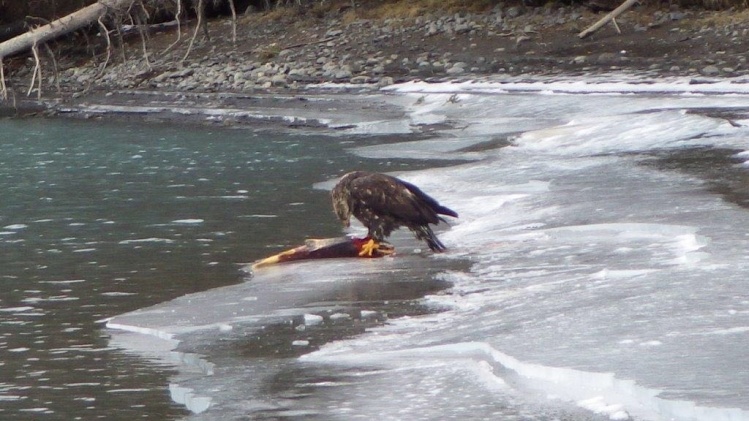 It's not that unusual to see an Eagle pulling a salmon from the river for dinner....... But it's not everyday that you see a Lynx walk down on the gravel bar and steal the salmon from the eagle!