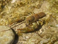 Iška river ... Freshwater Crayfish