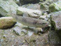 Iška river ... Wilde native brownie in her natural environment