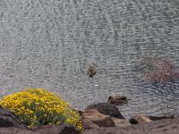 Foto de pesca con mosca