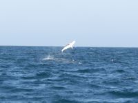 Airborne Spinner Shark