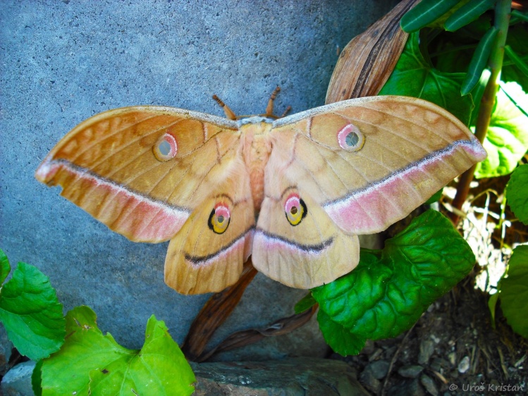 Emperor Gum Moth, (Opodiphthera eucalypti)