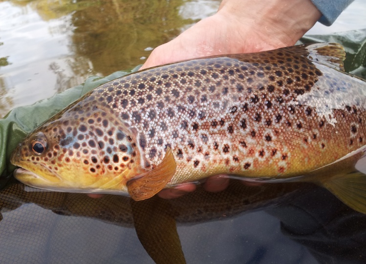 A big Welsh wild brownie...
www.incompleatangler.com