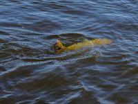 Foto de pesca con mosca