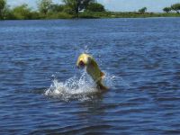 Foto de pesca con mosca