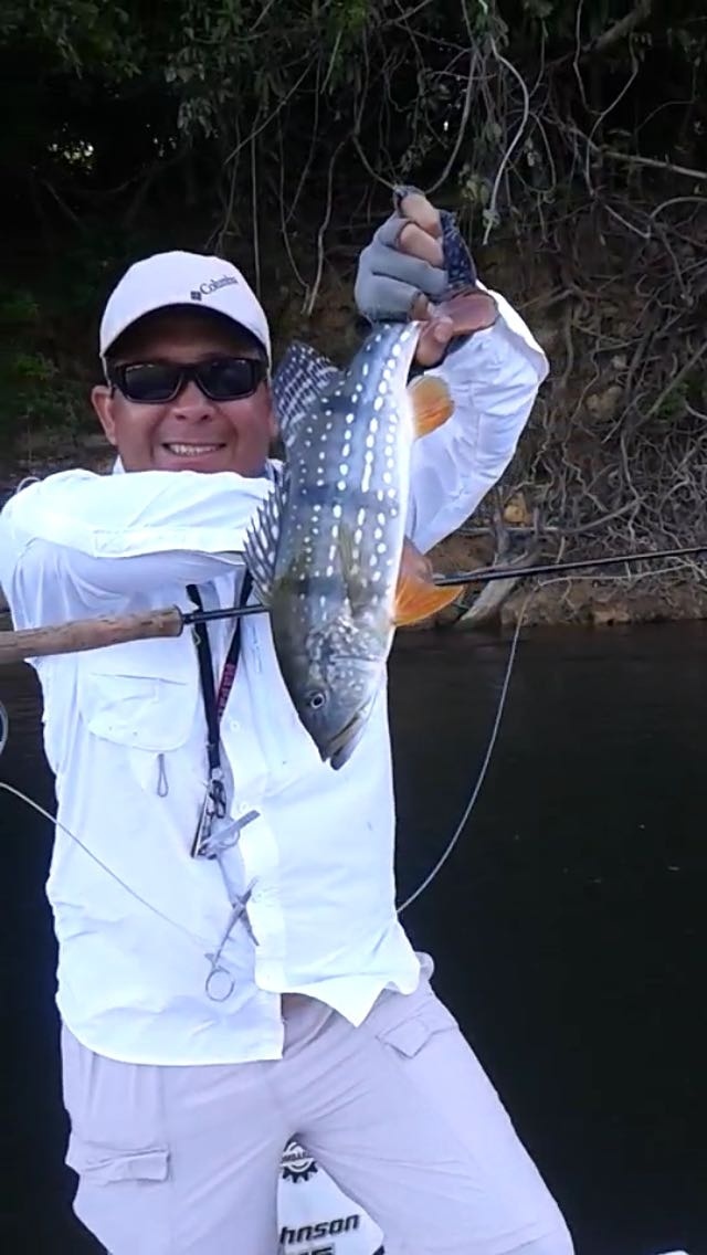 Pavon o Peacock Bass 3 lbs,  pescado en el río Parguasa, Venezuela, marzo 2015