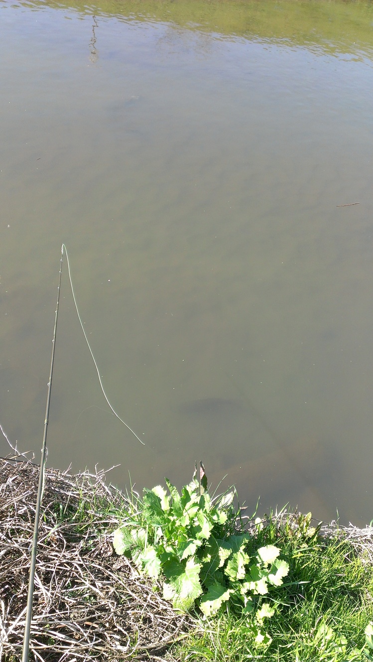 a carp about to get stuck