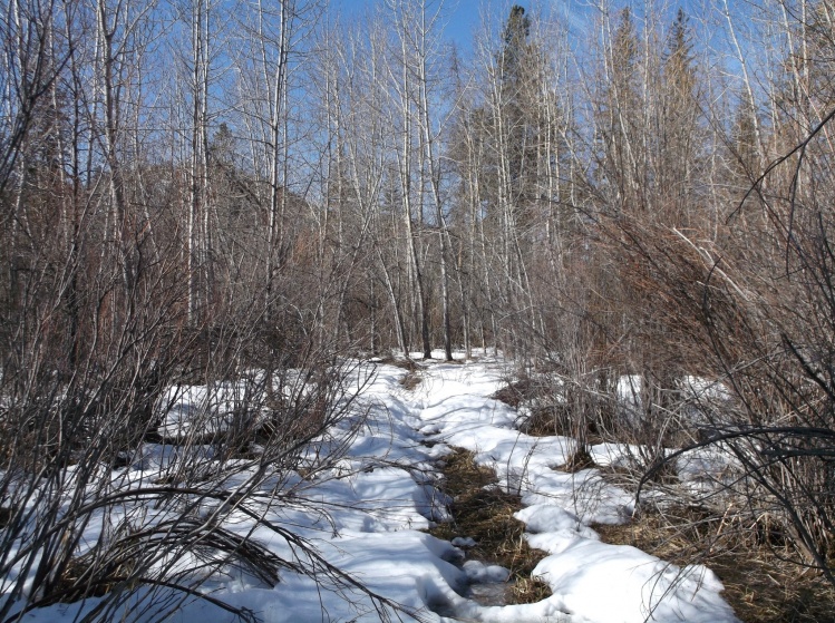 Walk to the Blackfoot River,
March 2015