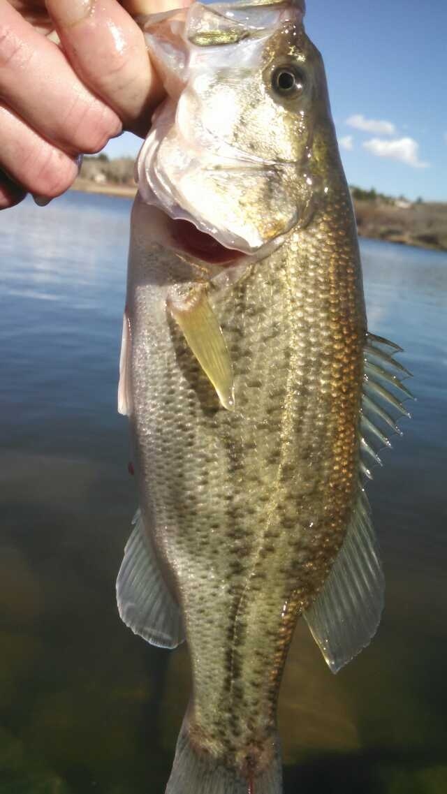 Bass are turning on..caught a bunch on black rabbit fur leeches. Fun!