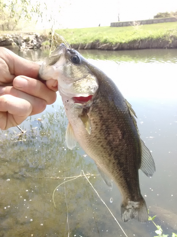 Nice bass, carp bycatch.