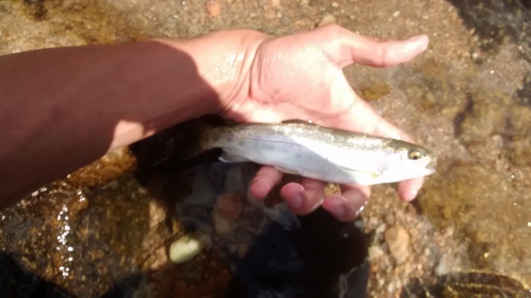 Pesca en San Jose Córdoba... Fotito y al agua