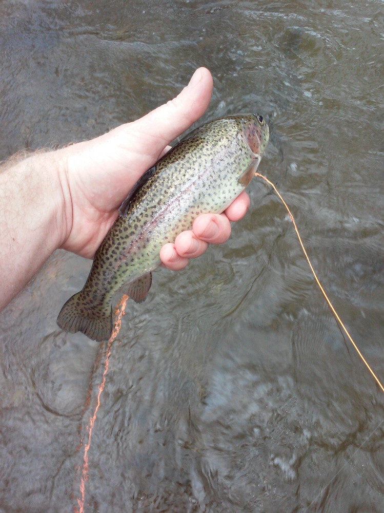 Rainbow Trout, Dan River, NC