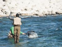 Fly fishing picture