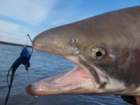 Foto de pesca con mosca