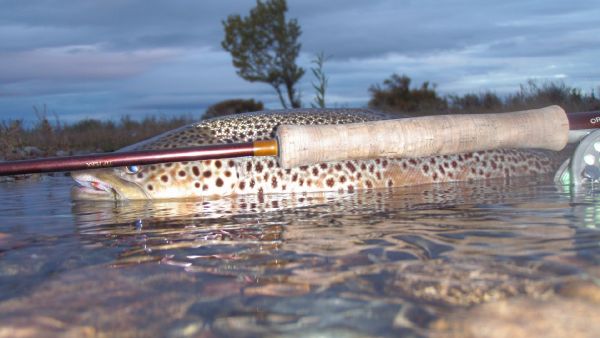 Brown trout Fly-fishing Situation – Daniel Sanchez shared this Sweet Image in Fly dreamers 