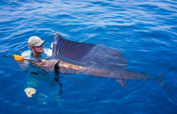 Fergus Kelley 's Fly-fishing Picture of a Sailfish – Fly dreamers 