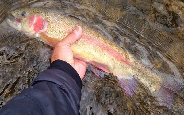 Fly-fishing Image of Rainbow trout shared by Joe Olivas – Fly dreamers