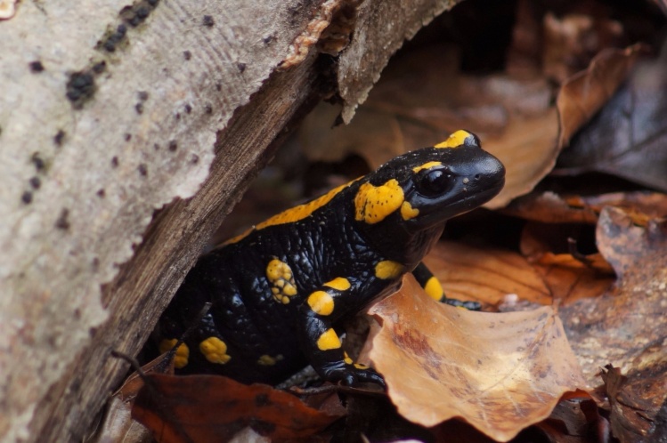fire salamander (Salamandra Salamandra) Now is the time when they deposits their larvae into small streams.