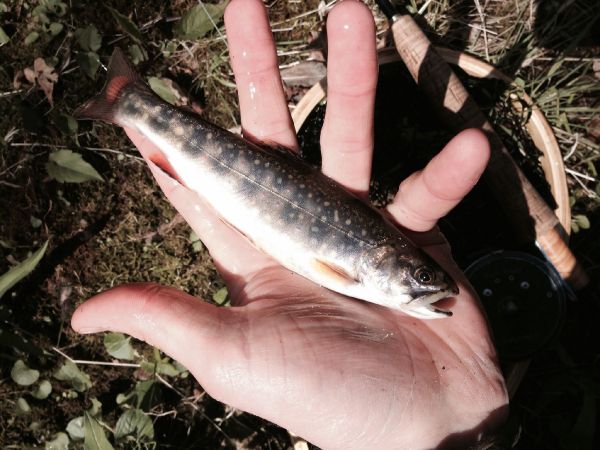 John W 's Fly-fishing Pic of a Brook trout – Fly dreamers 