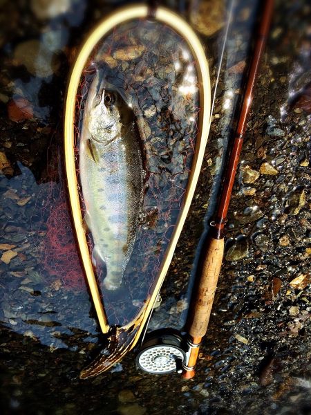 Maki Caenis 's Fly-fishing Photo of a Yamame – Fly dreamers 