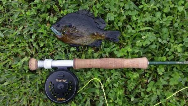 Mike Herbster 's Fly-fishing Photo of a Bluegill – Fly dreamers 