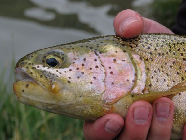 Fly-fishing Pic of Rainbow trout shared by Thomas Peña – Fly dreamers 