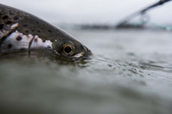 Fly-fishing Picture of Sea-Trout shared by Frederik Lorentzen – Fly dreamers