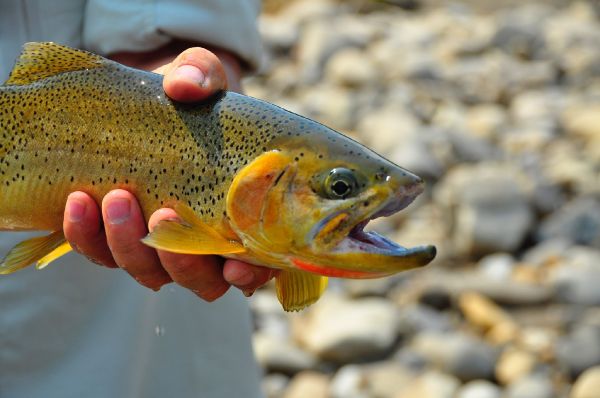 Fly-fishing Photo of Rio grande cutthroat shared by Dave  Brown  – Fly dreamers 