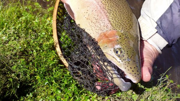 Fly-fishing Photo of Rainbow trout shared by Claudio Romero – Fly dreamers 