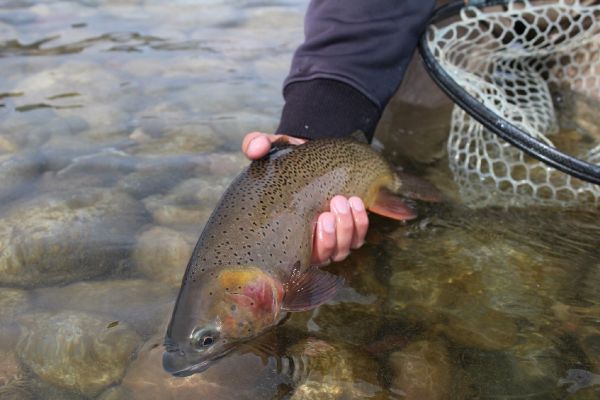 Robby Gaworski 's Fly-fishing Catch of a Cutthroat – Fly dreamers 