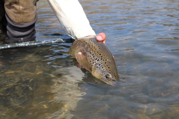 Robby Gaworski 's Fly-fishing Photo of a Brown trout – Fly dreamers 
