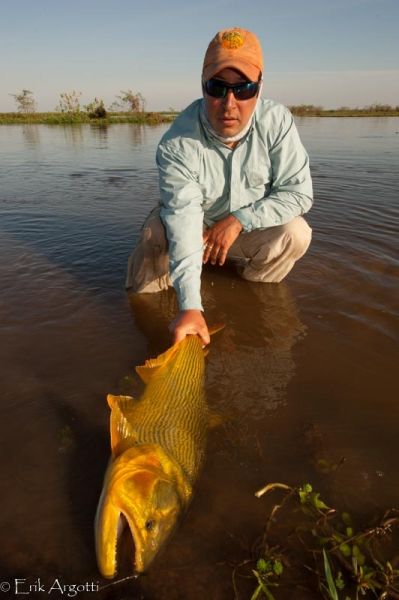 Fly-fishing Image of Golden Dorado shared by Dario Arrieta – Fly dreamers