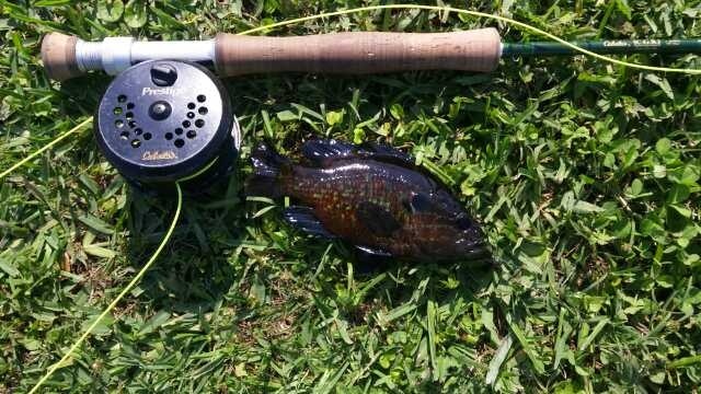 Fish of the day is goggleye. Thick bodied big mouthed Sun fish. On a bream guinea Fly in Olive.