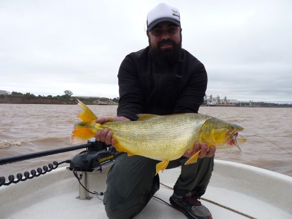 Golden Dorado Fly-fishing Situation – Juan Franco Menna shared this Great Pic in Fly dreamers 