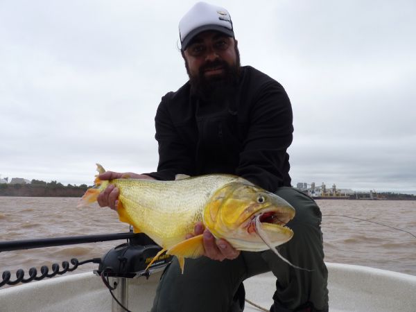 Golden Dorado Fly-fishing Situation – Juan Franco Menna shared this () Image in Fly dreamers 