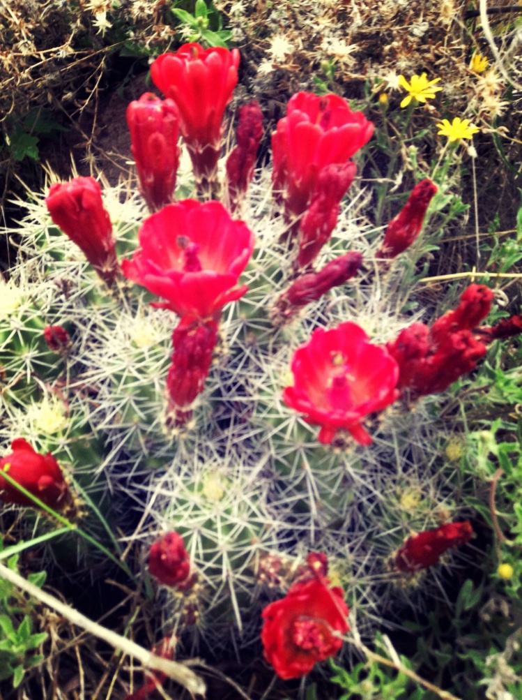cactus on the gunnison