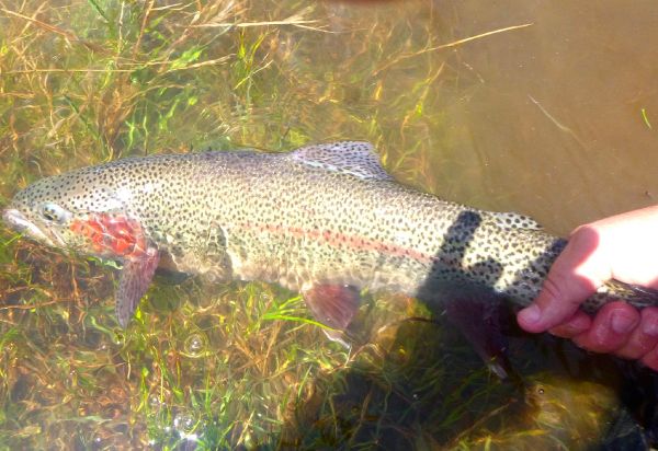 Scott Marr 's Fly-fishing Image of a Rainbow trout – Fly dreamers 