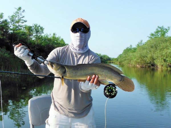 Fly-fishing Picture of Texas Cichlid - Rio Grande Cichlid shared by Semper Fly – Fly dreamers