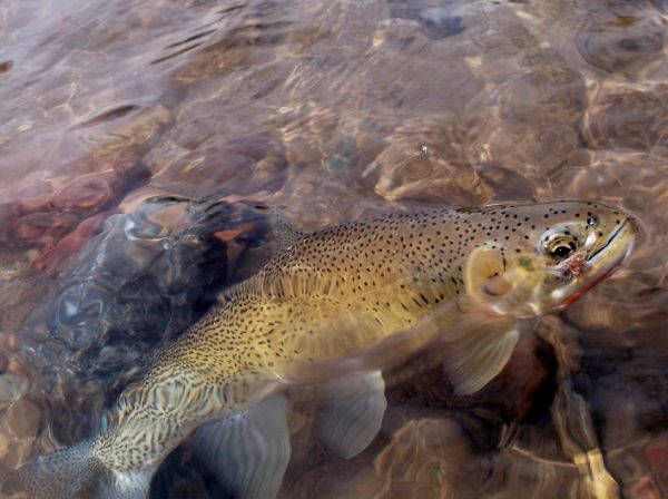Fly-fishing Picture of Cutthroat shared by James Savstrom – Fly dreamers