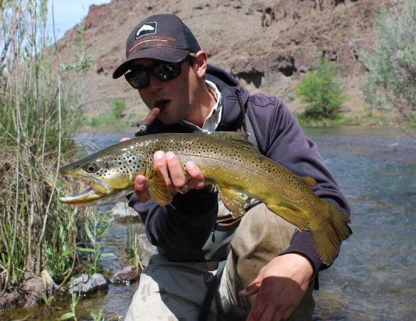 Robby Gaworski 's Fly-fishing Pic of a Brown trout – Fly dreamers 