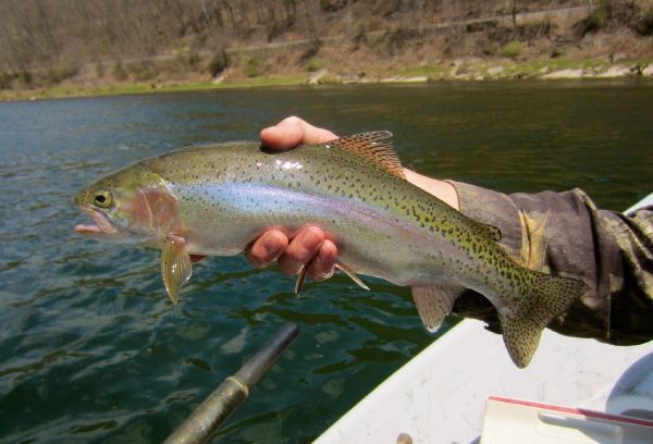 Len Handler 's Fly-fishing Picture of a Rainbow trout – Fly dreamers 