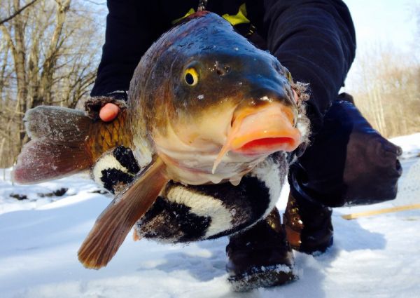Fly-fishing Photo of Carp shared by Nate Adams – Fly dreamers 