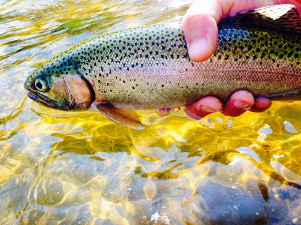 Fly-fishing Photo of Steelhead shared by Nate Adams – Fly dreamers 