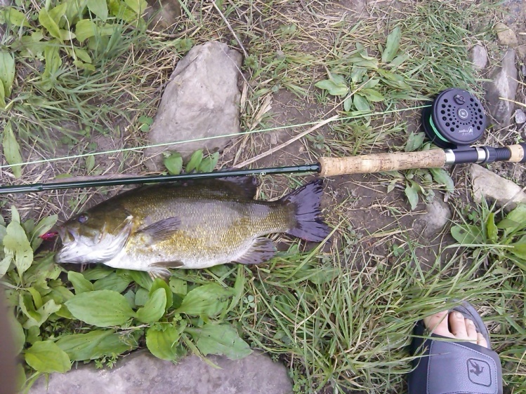 first small mouth of the year.... lost a few after that 